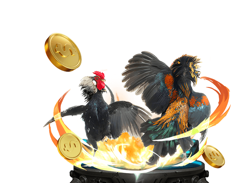 Đá gà 555win với các trận đấu kịch tính và cược trực tiếp