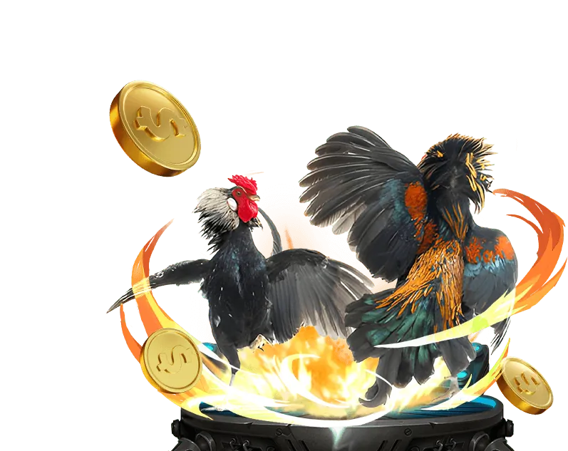 Đá gà 555win với các trận đấu kịch tính và cược trực tiếp